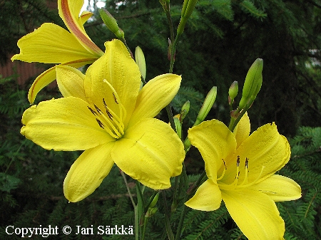 Hemerocallis Hybrida-Ryhm 'Corky', tarhapivnlilja